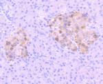 PAX6 Antibody in Immunohistochemistry (Paraffin) (IHC (P))