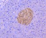 PAX6 Antibody in Immunohistochemistry (Paraffin) (IHC (P))