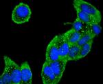 Collagen VI Antibody in Immunocytochemistry (ICC/IF)