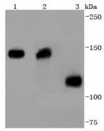 Collagen VI Antibody in Western Blot (WB)