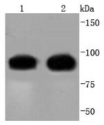 Cdc27 Antibody in Western Blot (WB)