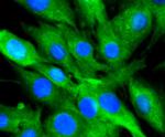 14-3-3 beta Antibody in Immunocytochemistry (ICC/IF)