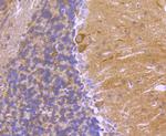 14-3-3 beta Antibody in Immunohistochemistry (Paraffin) (IHC (P))