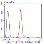 Cdc37 Antibody in Flow Cytometry (Flow)