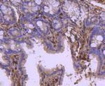 HSPA2 Antibody in Immunohistochemistry (Paraffin) (IHC (P))