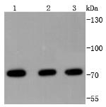 HSPA2 Antibody in Western Blot (WB)