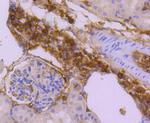 SUMO2/SUMO3 Antibody in Immunohistochemistry (Paraffin) (IHC (P))