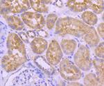 A-Raf Antibody in Immunohistochemistry (Paraffin) (IHC (P))