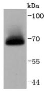 A-Raf Antibody in Western Blot (WB)