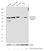 Phospho-B-Raf (Thr401) Antibody in Western Blot (WB)