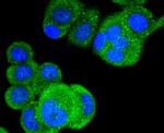 Phospho-B-Raf (Thr401) Antibody in Immunocytochemistry (ICC/IF)