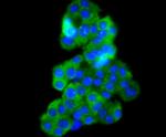 Phospho-B-Raf (Thr401) Antibody in Immunocytochemistry (ICC/IF)