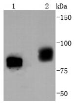 Phospho-B-Raf (Thr401) Antibody in Western Blot (WB)