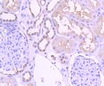 PAX2 Antibody in Immunohistochemistry (Paraffin) (IHC (P))