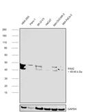 PAX2 Antibody in Western Blot (WB)