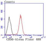 CD36 Antibody in Flow Cytometry (Flow)