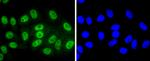 Phospho-SIRT1 (Thr530) Antibody in Immunocytochemistry (ICC/IF)