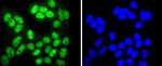 Phospho-SIRT1 (Thr530) Antibody in Immunocytochemistry (ICC/IF)