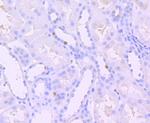 Phospho-SIRT1 (Thr530) Antibody in Immunohistochemistry (Paraffin) (IHC (P))