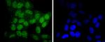 SIRT6 Antibody in Immunocytochemistry (ICC/IF)