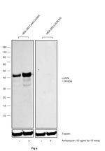 Phospho-c-Jun (Thr91) Antibody in Western Blot (WB)