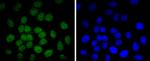 Phospho-c-Jun (Thr91) Antibody in Immunocytochemistry (ICC/IF)