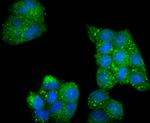 Phospho-AMPK alpha-2 (Ser345) Antibody in Immunocytochemistry (ICC/IF)