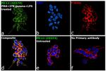 PD-L1 (CD274) Antibody