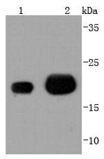 MGMT Antibody in Western Blot (WB)