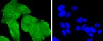 TSG101 Antibody in Immunocytochemistry (ICC/IF)