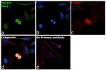 TSG101 Antibody in Immunocytochemistry (ICC/IF)