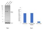 TSG101 Antibody in Western Blot (WB)