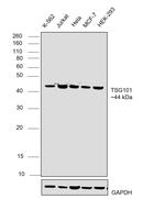 TSG101 Antibody in Western Blot (WB)