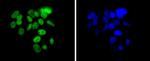 ARID1A Antibody in Immunocytochemistry (ICC/IF)