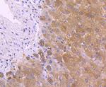 PRDX2 Antibody in Immunohistochemistry (Paraffin) (IHC (P))