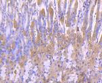 PRDX2 Antibody in Immunohistochemistry (Paraffin) (IHC (P))