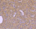 Cdc42 Antibody in Immunohistochemistry (Paraffin) (IHC (P))