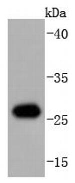 HSP27 Antibody in Western Blot (WB)