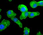 Cdc45L Antibody in Immunocytochemistry (ICC/IF)