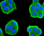 Cdc45L Antibody in Immunocytochemistry (ICC/IF)