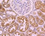 Cdc45L Antibody in Immunohistochemistry (Paraffin) (IHC (P))