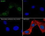 MKP-1 Antibody in Immunocytochemistry (ICC/IF)