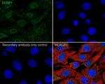 MKP-1 Antibody in Immunocytochemistry (ICC/IF)