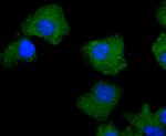 PKC delta Antibody in Immunocytochemistry (ICC/IF)