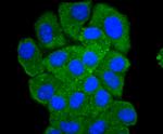 PKC delta Antibody in Immunocytochemistry (ICC/IF)