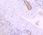 PKC delta Antibody in Immunohistochemistry (Paraffin) (IHC (P))