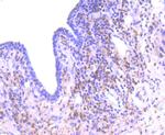 PKC delta Antibody in Immunohistochemistry (Paraffin) (IHC (P))