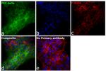 PKC delta Antibody in Immunocytochemistry (ICC/IF)