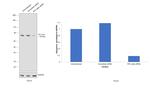 PKC delta Antibody