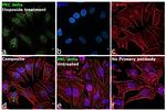 PKC delta Antibody